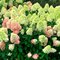 Гортензия метельчатая 'Бонфайер' / Hydrangea paniculata 'Bonfire'