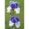 Ирис бородатый 'Алпенвью' / Iris barbatus 'Alpenview'