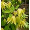 Клематис 'Голдэн Дрим' / Clematis alpina 'Golden Dream'