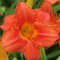 Лилейник 'Саус Сиз' / Hemerocallis 'South Seas'