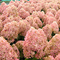 Гортензия метельчатая 'Мэджикал Эндс' / Hydrangea paniculata 'Magical Andes'