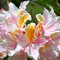 Рододендрон листопадный 'Пэйнтэд Леди' / Rhododendron luteum 'Painted Lady'