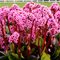 Бадан 'Спринг Флинг' / Bergenia 'Spring Fling'