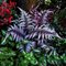 Папоротник кочедыжник 'Урсулас Ред'  / Athyrium nipponicum 'Ursula's Red'