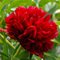 Пион 'Рэд Грэйс' / Paeonia lactiflora 'Red Grace'