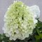 Гортензия метельчатая 'Литл Спуки' / Hydrangea paniculata 'Little Spooky'