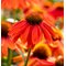 Эхинацея 'Лакота Оранж' / Echinacea 'Lakota Orange'