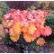 Дармера щитовидная / Darmera peltata