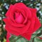 Роза 'Рэд Флэйм' / Rose 'Red Flame', NIRP & Adam