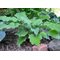 Хоста 'Мэрилин Монро' / Hosta 'Marilyn Monroe'