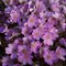 Печеночница американская 'Розеа' / Hepatica americana 'Rosea'