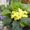 Примула 'Барнхэвен Бонер' / Primula ��������� ���������� ���'Barnhaven���������� Bonheur'