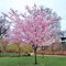 Вишня  'Пинк Перфекшн' / Prunus serrulata 'Pink Perfection'