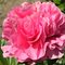 Пион 'Карнэйшн Букет' / Paeonia lactiflora 'Carnation Bouquet'