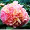 Пион 'Лоис Чойс'  / Paeonia 'Lois Choiсe'