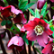 Морозник восточный 'Рэд Леди' / Helleborus orientalis 'Red Lady'