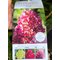Гортензия метельчатая 'Рэдлайт' / Hydrangea paniculata 'Redlight'