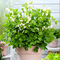 Дицентра превосходная 'Купид' / Dicentra spectabilis 'Cupid'