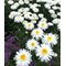 Нивяник 'Санте' / Leucanthemum 'Sante'