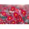 Примула   'Бларни Кастл Рэд' /          Primula  vulgaris 'Blarney Castle Red'