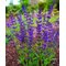 Шалфей дубравный 'Перпл Спринг' / Salvia nemorosa 'Purple Spring'