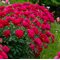 Пион 'Рэд Сара Бернар' / Paeonia lactiflora 'Red Sarah Bernhardt'