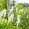 Кровохлебка 'Ол Тайм Хай' / Sanguisorba tenuifolia  'All Time High'
