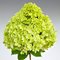 Гортензия метельчатая 'Пандора' / Hydrangea paniculata 'Pandora'