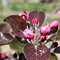 Яблоня красномякотная Редлав Одиссо / Malus Red Love Odysso