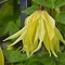 Клематис альпийский 'Голден Сюрпрайз' / Clematis alpina 'Golden Surprise'