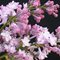 Сирень гиацинтовая 'Анабель' / Syringa hyacinthiflora 'Anabel'