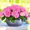 Гортензия крупнолистная 'Таблетензия Пинк' / Hydrangea  macrophylla 'Tabletensia Pink'
