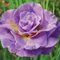 Ирис сибирский 'Пинк Парфэ' / Iris sibirica 'Pink Parfait'