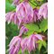 Клематис 'Пинк Дрим' / Clematis alpina 'Pink Dream'