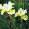 Ирис карликовый 'Тингл' / Iris pumila 'Tingle', Kayeux