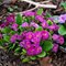 Примула 'Барнхэвен Фру Фру' / Primula   'Barnhaven Frou Frou'
