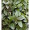 Мята 'Чоколэйт' / Mentha piperita 'Chocolata'