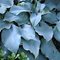 Хоста 'Титаниум'  /  Hosta hybride 'Titanium'