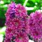 Дельфиниум 'Фламенко' / Delphinium 'Flamenco'