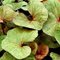 Бузульник  'Гардэн Конфетти' / Ligularia dentata 'Garden Confetti'