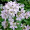 Колокольчик молочноцветковый 'Лоддон Энн' / Campanula lactiflora 'Loddon Anne'