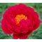 Пион 'Рэспберри Чарм' / Paeonia lactiflora 'Raspberry Charm '