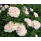 Пион 'Сирин Пастель' / Paeonia hybr. 'Serene Pastel'