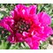 Пион Ито-гибрид 'Бель Тулузэн' / Paeonia Itoh 'Belle Toulousaine'