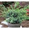 Можжевельник китайский 'Блу Альпс' / Juniperus  chinensis 'Blue Alps'