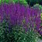 Шалфей 'Карадонна'/ Salvia 'Caradonna'