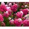 Гортензия метельчатая 'Самарская Лидия' / Hydrangea paniculata 'Samarskya Lydia'