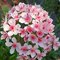 Дармера щитовидная / Darmera peltata