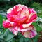 Роза 'Броселианд' / Rose 'Broceliande', NIRP & Adam