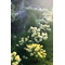 Гортензия метельчатая 'Уайт Лайт' / Hydrangea paniculata 'White Light'